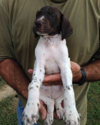 Gorgeous German Short-haired Pointer Pups