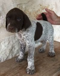 German Shorthaired Pointer 'ready Now'