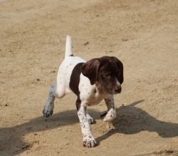 Champion Bloodline German Shorthaired Pointer Puppies