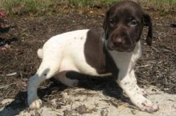 Awsome German Shorthaired Pointer Puppies For Sale