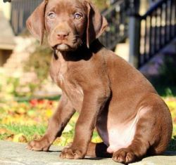 rounded German Shorthaired Pointer