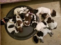 AKC Registered German Shorthaired Pointer Puppies