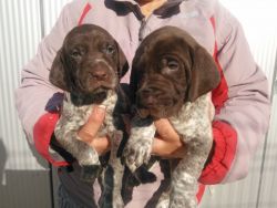 Awesome German Shorthaired Pointer puppies