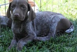 German Shorthaired Pointer for rehoming