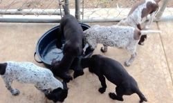 New Litter German Shorthaired Pointer Puppies