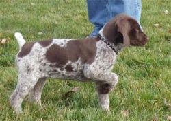 Lovely German Shorthaired Pointer puppies