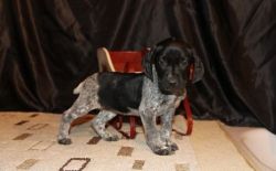 Gorgeous German Shorthaired Pointer puppies
