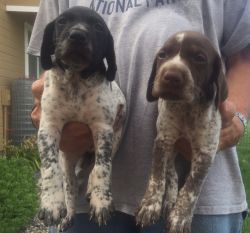 Male German Shorthaired Puppies