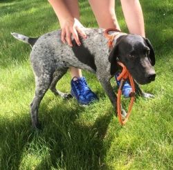 German Shorthaired Pointer for sale