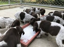 GERMAN SHORTHAIRED POINTER PUPPIES FOR SALE!