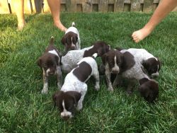 German Shorthaired Pointers AKC