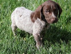 Adorable German Shorthaired Pointer puppies
