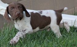 Well Trained German Shorthaired Pointer Puppies