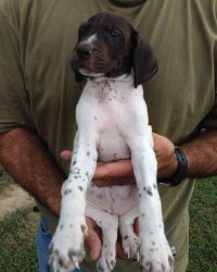 Gorgeous litter of German Short-Haired Pointer pups