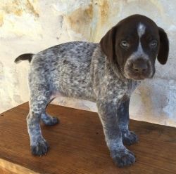 German Shorthaired Pointer Puppies available