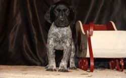 AKC Adorable German Shorthaired Pointer puppies