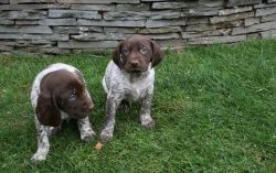 Beautiful German Shorthaired Pointer Puppies