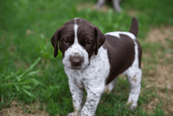 Astonished German Shorthaired Pointer puppies