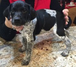 Male and female German Shorthaired Pointer puppies