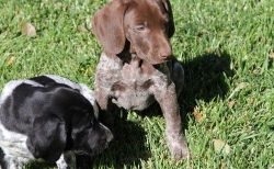 AKC German Shorthaired Pointer Puppies for sale