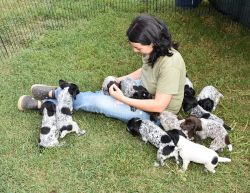 Well Socialized German Shorthaired Pointer Puppies