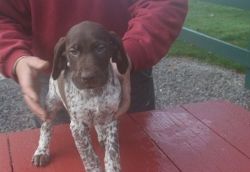 AKC German Shorthaired Pointer Puppies For Sale