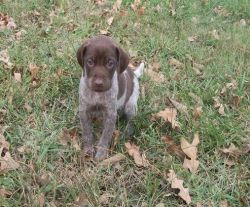 Adorable German Shorthaired Pointer Puppies
