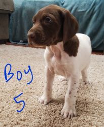 Akc registered German Shorthaired Pointer Puppies