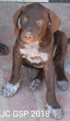 German Shorthaired Pointer (GSP) Puppies For Sale