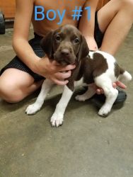 AKC Registered German Shorthaired Pointer Puppies