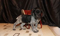 Lovely German Shorthaired Pointer puppies