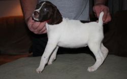 Cute German Shorthaired Pointer Puppies