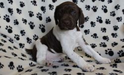 Smart Male and Female German Shorthaired Pointer Puppies