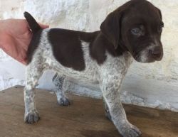 Great Qualities German Shorthaired Pointer Puppies