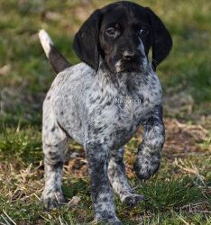 Black and White German Shorthaired Pointer Puppies