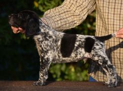 Home raised German Shorthaired Pointer puppies