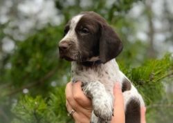 German Shorthaired Pointer Puppies for Sale.