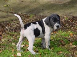 Healthy German Shorthaired Pointer Puppies