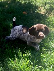 German Shorthaired Pointer Female Pup