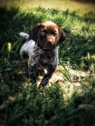 German Shorthaired Pointer pup