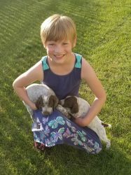 German Shorthair Pointers Puppies Teddy to Go
