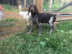 GSP PUPPIES FOR SALE