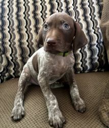 AKC German Shorthaired Pointer Pup