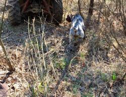 German Horthaired Pointer