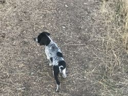 4 female GSP pups for sale