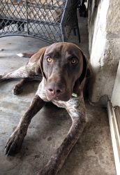 Beautiful one year old GSP