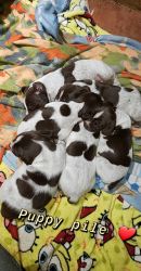 Akc german shorthaired pointers