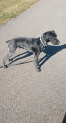 German short haired pointer 500$ 6 months old up to date on shots