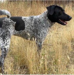 Free German Shorthaired Pointer