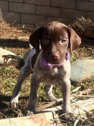 AKC german Shorthaired Pointers Puppies